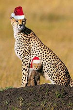 cheetah christmas hat