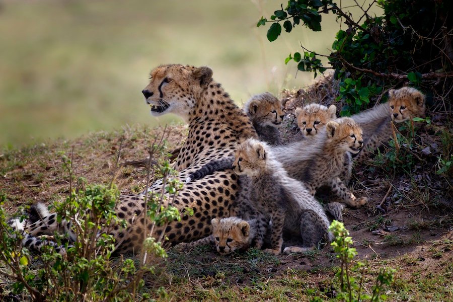 AFRICA'S CATS - Piper Mackay Photography