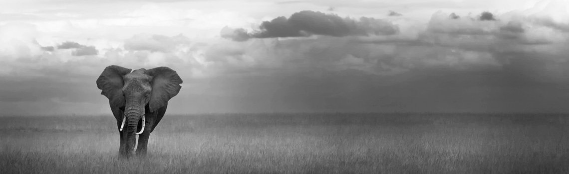 Elephants, Migration, and Maasai - Kenya - Piper Mackay Photography