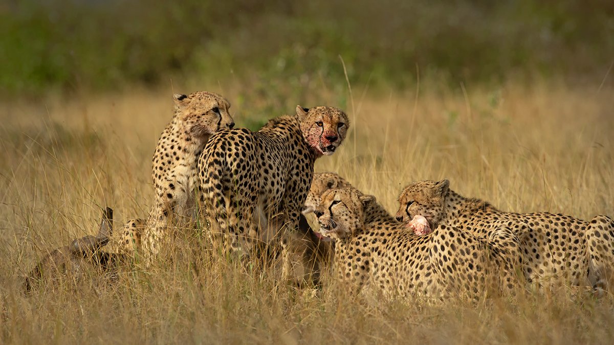 Africa's Cats - Piper Mackay Photography